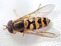 Syrphus vitripennis